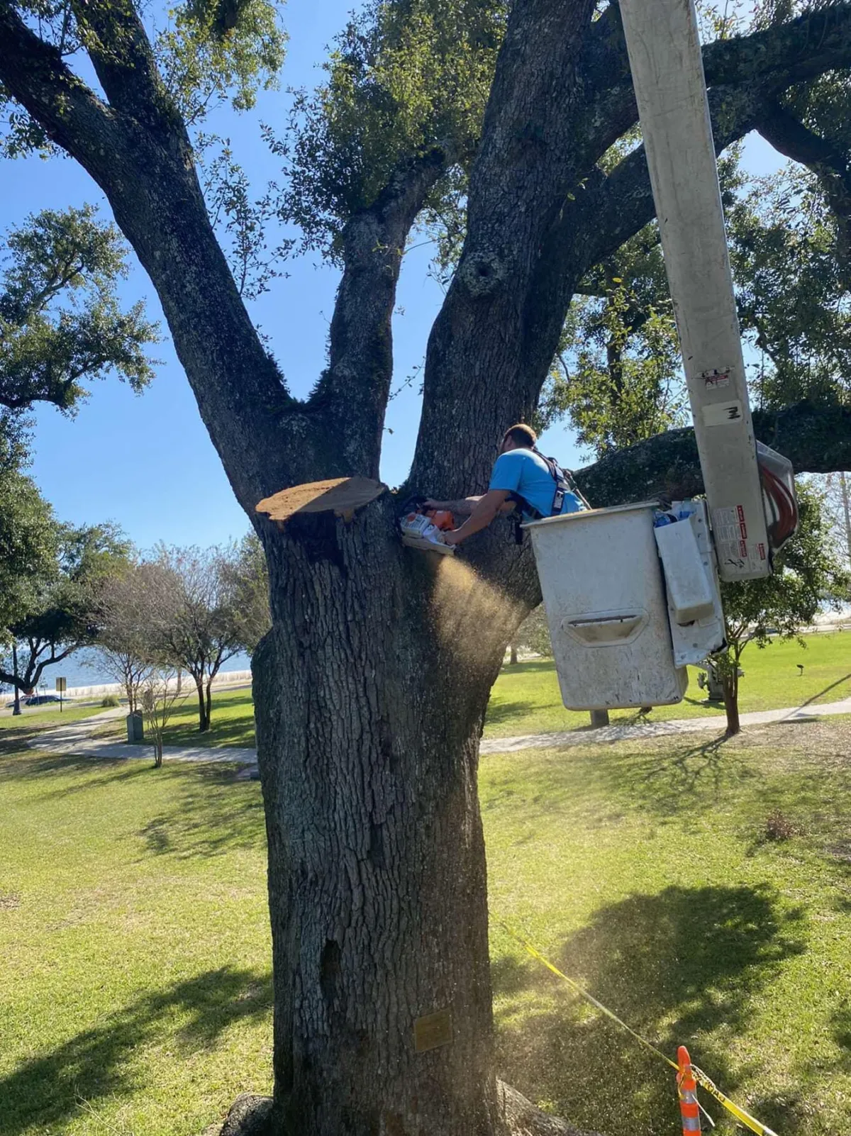 Climber pruning live oak waterfront