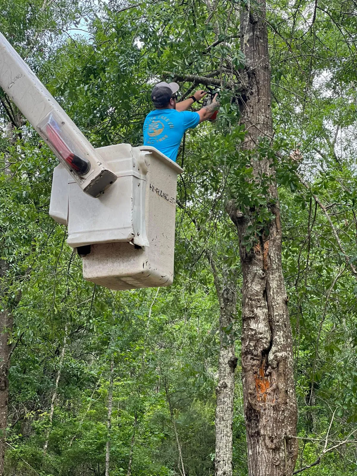 Bucket truck pruning damaged tree