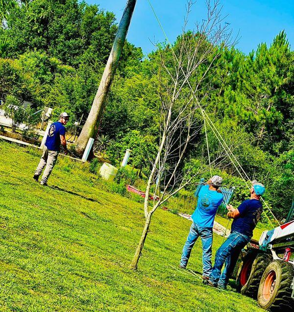 Taylor Tree crew taking down a tree with rigging